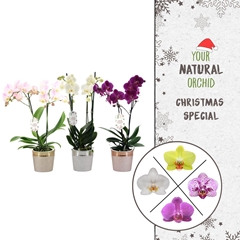 Phal Gem 2 Tak 12Ø 45cm