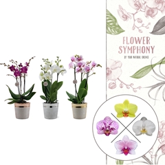 Phal Gem 2 Tak 12Ø 45cm