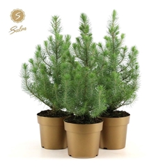 Pinus Silver Crest 17Ø 55cm