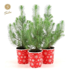 Pinus Silver Crest 11Ø 35cm