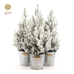 Picea Gl December 21Ø 70cm