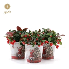 Gaulth Pr Big Berry 11Ø 15cm