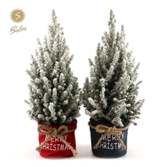 Picea Gl December 21Ø 70cm