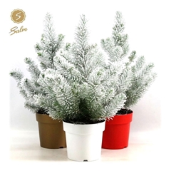 Pinus Silver Crest 17Ø 55cm