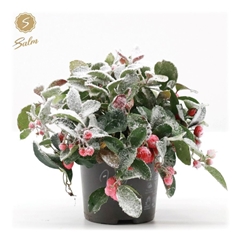 Gaulth Pr Big Berry 10Ø 15cm