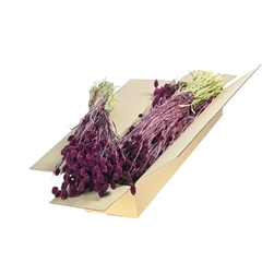 Siergr Ov Klb H% 55cm 200gram