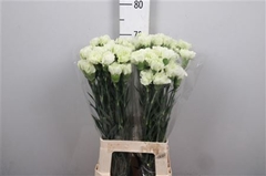 Di St Prado Mint 70cm 23