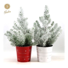 Pinus Silver Crest 19Ø 55cm