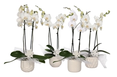 Phal Ov Wit 12Ø 55cm