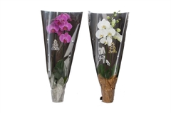 Phal Gem 2 Tak 12Ø 55cm