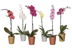 Phal Gem 2 Tak 12Ø 55cm