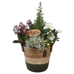 Arr Tuinplanten H% 21Ø 50cm