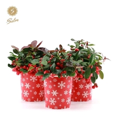 Gaulth Pr Big Berry 10Ø 15cm