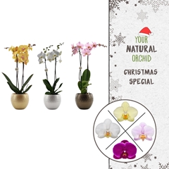 Phal Gem 2 Tak 12Ø 55cm