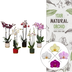 Phal Gem 2 Tak 12Ø 60cm