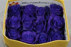 R Gr Colortreated 70cm