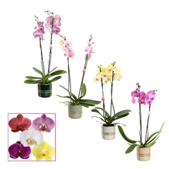 Phal Gem 2 Tak 12Ø 65cm