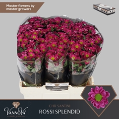 Chr San Rossi Splend 55cm 110g