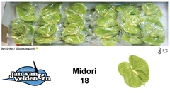 Anth A Midori 60cm 13cm Ø