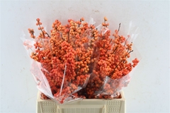 Ilex Winter Gold 40cm
