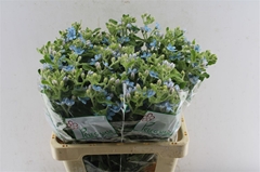 Oxypetalum Coeruleum