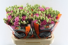 Eust G Rosita Rose P 70cm