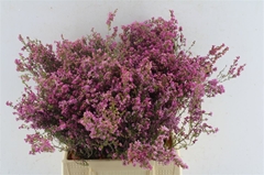 Erica Bicolor 40cm