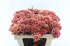 Brunia Laevis 50cm