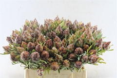 Leucad Rubrum 50cm