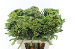 Brun Albiflora 60cm