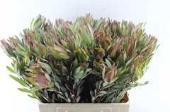 Leucad Other 60cm