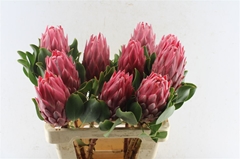 Protea Red Rex 60cm