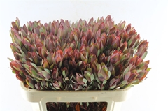 Leucad Senorita 70cm