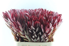 Leucad Jester 80cm