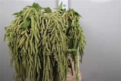Amar Ca Viridis 90cm