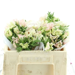 Anem Co Mis + White 35cm