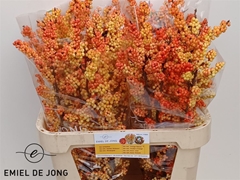 Ilex Ilexia Victoria Extra 80cm