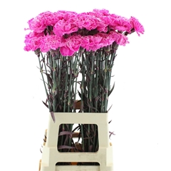 Di St Ov Klb 21% 70cm 23
