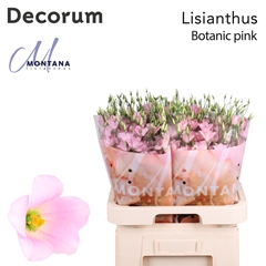 Eust E Botanic Pink 70cm