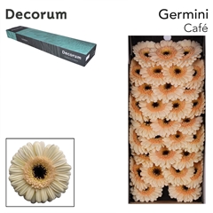 Germini Cabaret 45cm 7cm Ø