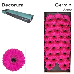 Germini Anna 45cm 7cm Ø
