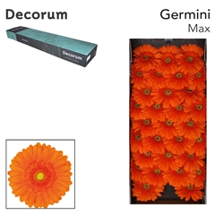 Germini Max 45cm 7cm Ø