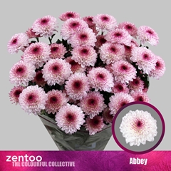 Chr T Abbey 70cm 70gram