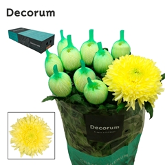 Chr G Magnum Yellow 70cm 100gram