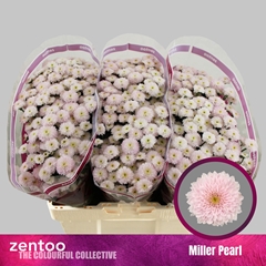 Chr S Miller Pearl 55cm 130g