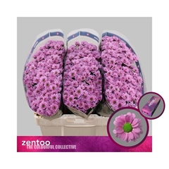 Chr S Pulse Pink 55cm 100g