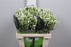 Phlox P Icecap 60cm 23
