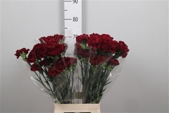 Di St Zurigo 65cm 24