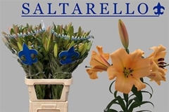 Li Or X Tr Saltarell 100cm 31+