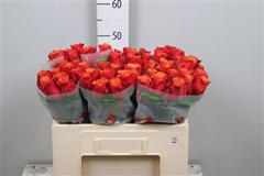 R Gr Espana 50cm